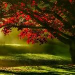 Landscape tree nature forest grass branch 836379 pxhere.com