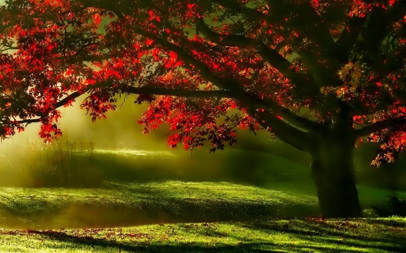Landscape tree nature forest grass branch 836379 pxhere.com